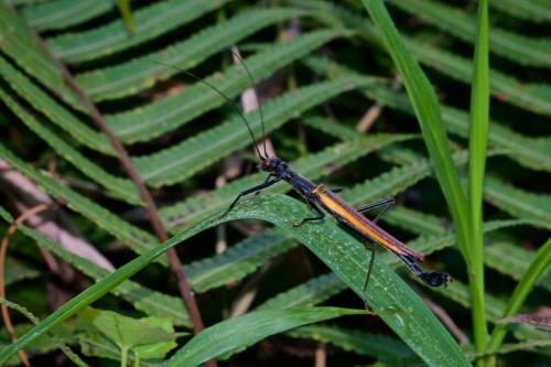Réf. 227 107 : Orthomeria pandora