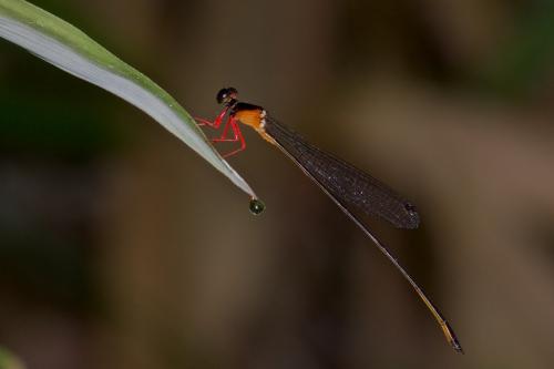 Risiocnemis haematopus