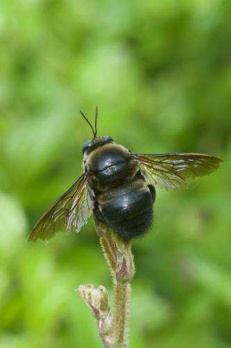 Xylocopa sp.