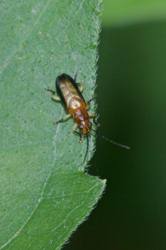 Orsodacne sp.