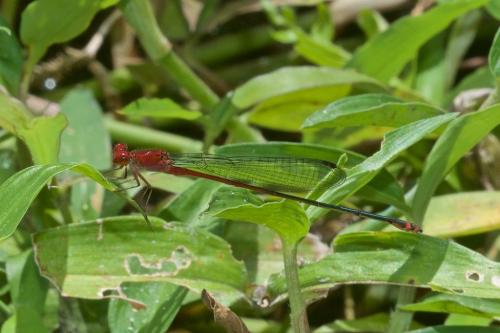 Pseudagrion pilidorsum