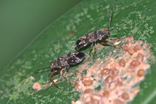 Rhyparochrominae