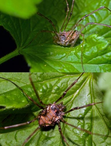 Dasylobus graniferus