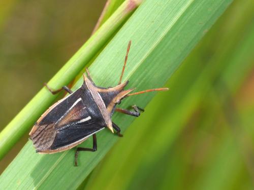 Gonopsis bellatrix