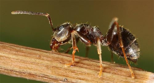Lasius (niger)