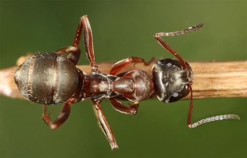 Réf. 227 918 : Formica cunicularia