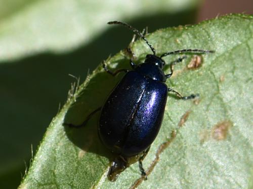 Réf. 227 480 : Agelastica alni