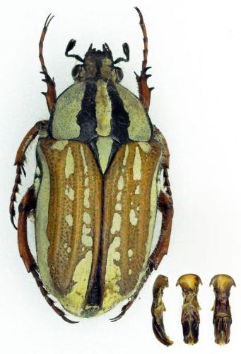 Gnathocera royi