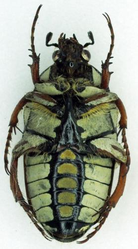 Gnathocera royi