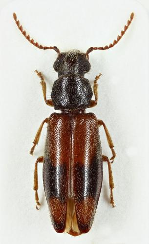 Polypria sp.