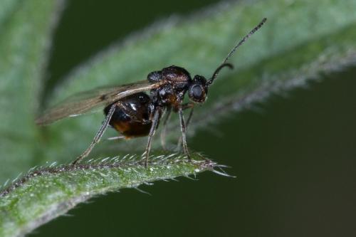 Réf. 227 400 : Cynipini inconnu