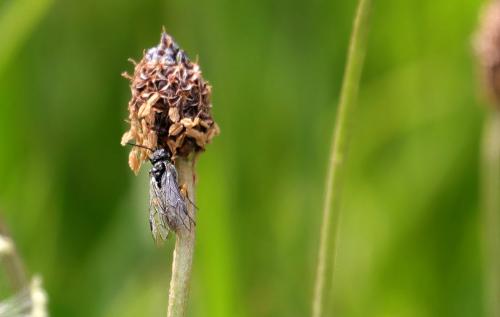 Selandriinae