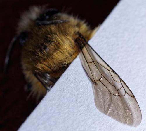 Réf. 227 334 : Anthophora plumipes