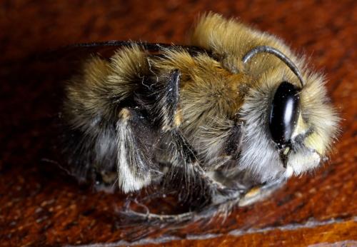 Anthophora plumipes