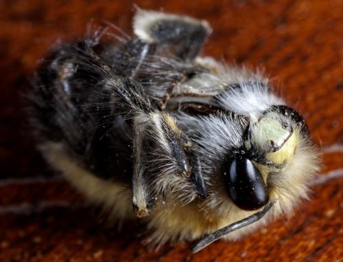 Anthophora plumipes