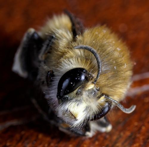 Anthophora plumipes