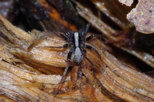 Pardosa sp.