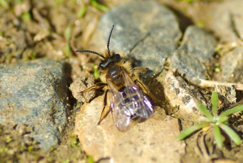 Andrena flavipes
