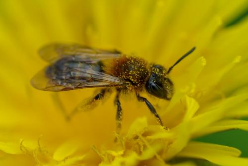 Réf. 227 650 : Andrena sp.