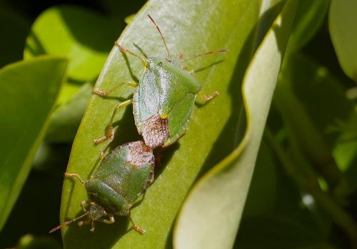Palomena prasina