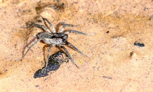 Pardosa sp.