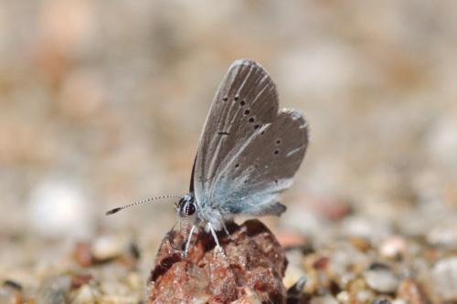 Cupido minimus