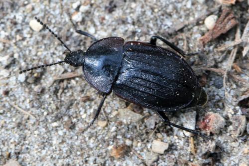 Phosphuga atrata