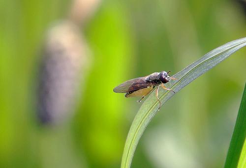 Melanostoma mellinum