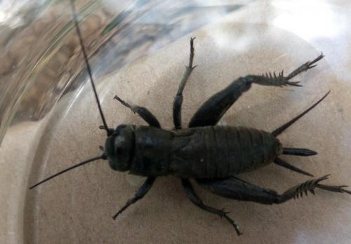 Réf. 227 249 : Melanogryllus desertus