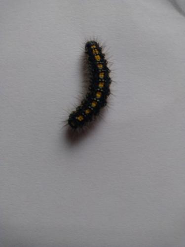 Réf. 227 398 : Callimorpha dominula