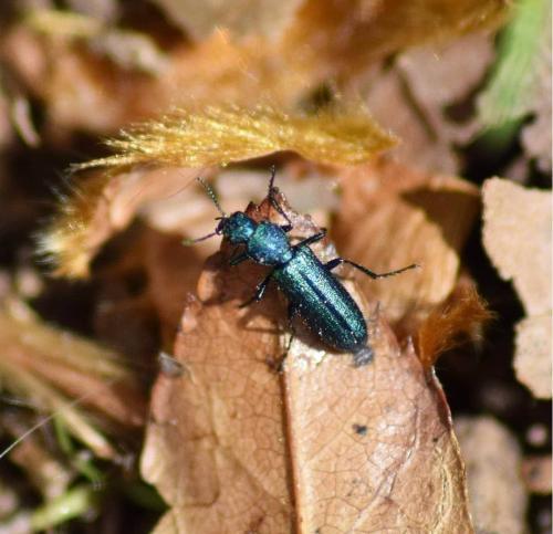 Réf. 227 320 : Psilothrix viridicoerulea