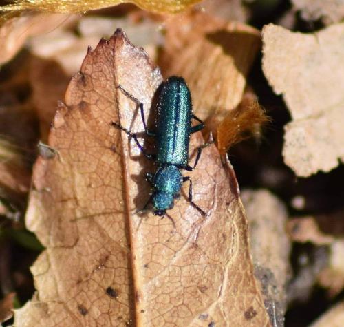 Réf. 227 321 : Psilothrix viridicoerulea