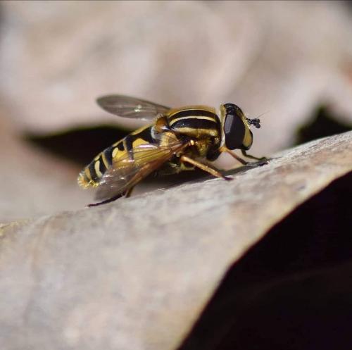 Réf. 227 322 : Helophilus pendulus