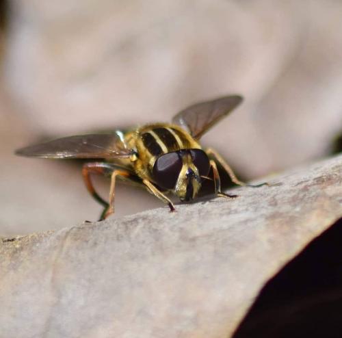 Réf. 227 323 : Helophilus pendulus
