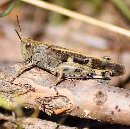 Réf. 227 325 : Aiolopus strepens