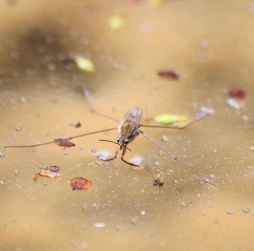 Réf. 227 328 : Gerris lacustris