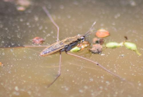 Gerris lacustris