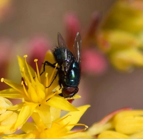 Lucilia sp.