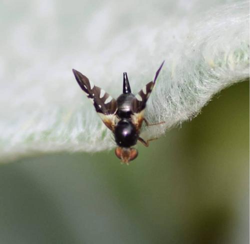Aciura coryli