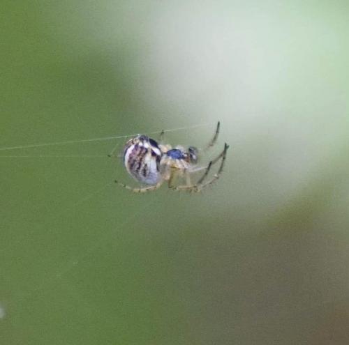 Mangora acalypha