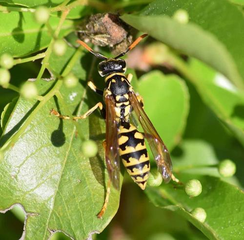 Polistes sp.