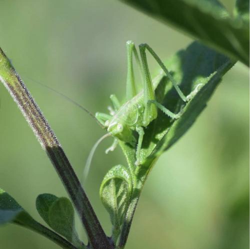 Tettigonia viridissima