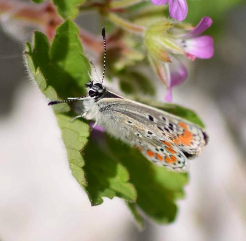Aricia agestis