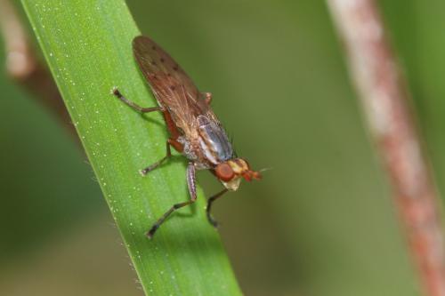 Réf. 227 266 : Hydromya dorsalis