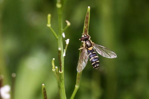 Sphaerophoria sp.
