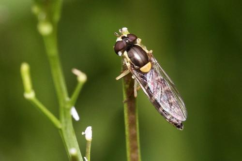 Sphaerophoria sp.
