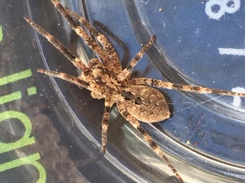 Zoropsis spinimana