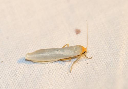 Réf. 227 435 : Eilema caniola
