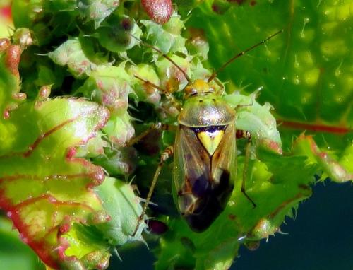 Lygus sp.
