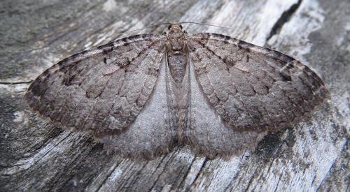 Réf. 227 375 : Triphosa dubitata